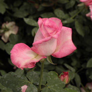Pоза Алтис 75 - бяло - розов - Чайно хибридни рози 